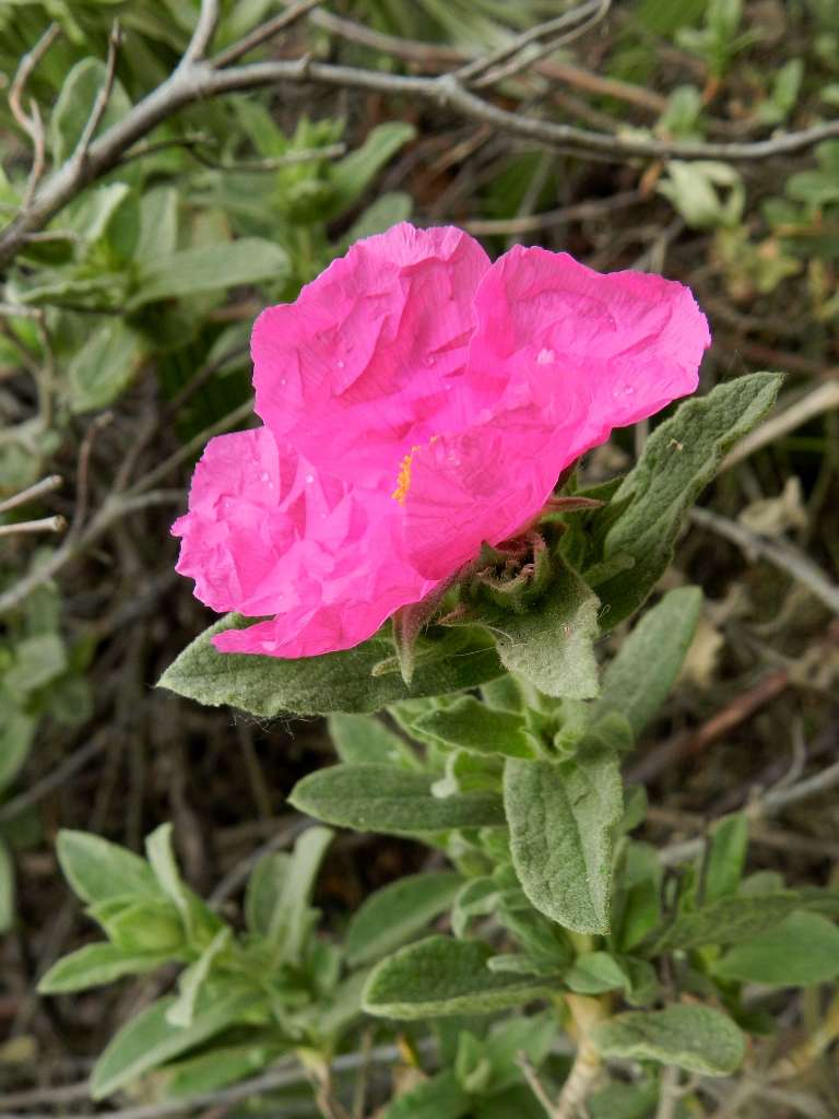 Cistus sp.